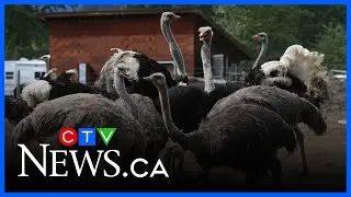 Two owners of B.C. ostrich farm arrested amid cull preparations