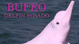 🐞  BUFEO o DELFIN ROSADO  🐊 Por: Animales Maravillosos