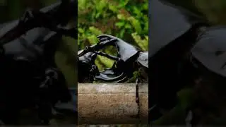This Beetle&rsquo;s Horn Is Bigger Than Its Body
