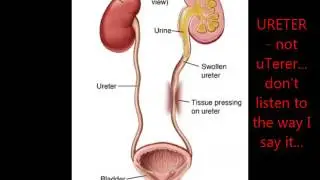 Excretory System Homework Jingle by Valerie Vivar