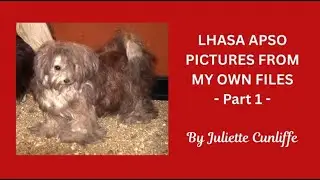 Lhasa Apso photos from my own collection - Part 1 #dogs #TibetanBreeds