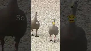 A Moto2 session was interrupted by three NONCHALANT grey geese at the Philip Island, Australia. 👀