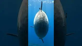 Drifting Giant: A Real-Time Encounter with the Ocean Sunfish