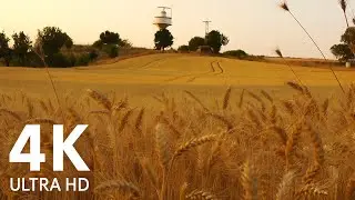 Golden Fields at Sunset 🌾 | Relaxing Music & Wheat Field Ambience for Deep Calm
