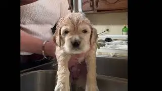 Mini Golden Puppies Get A Good Bath From The Wishes Of A Happy New Year Litter. #puppiesgetabath