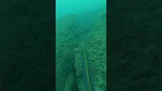 Skewered Gag Grouper Spearfishing Natural Bottom out of Cape Canaveral