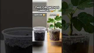 Fig Plant Growth Timelapse 😱 | From Soil to Life 🌱 (Satisfying & Realistic)#shorts #plantgrowth