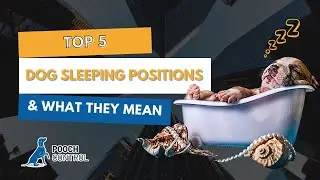 Top 5 Dog Sleeping Positions & What They Mean