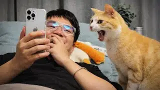 When Cats Do Things That Feel Very Human 😂 Funny Cat and Humans