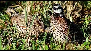 Alabama Quail Hunting - Great Southern Outdoors Alabama Quail Hunt