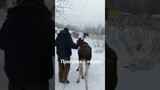 привезли в центр ослабленного лосенка. #центрфеникс #wildanimals #спасаемжизни