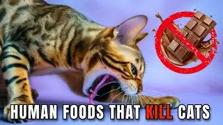 Your Cat Could Die From These 14 Innocent-Looking Foods
