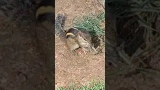 Three striped palm squirrel