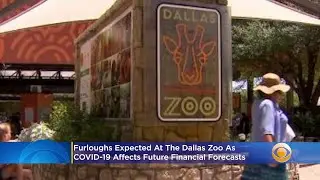 Furloughs At The Dallas Zoo As COVID-19 Affects Future Financial Forecasts