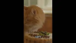 Why Cats Can&rsquo;t Taste Sweetness&mdash;The Surprising Reason!🐱