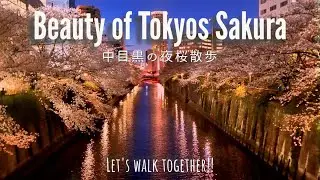 Tokyo Spring Walk - Sakuras of Naka-meguro | 4K | 中目黒のお散歩