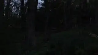 Red Fox sounds