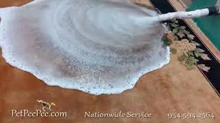 Oriental rug PetPeePee odor removal Guarantee!!!