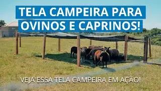 Tela Campeira para Ovinos e Caprinos | Instalação Fácil em Terreno Irregular