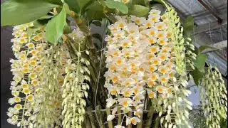 DỌN VƯỜN SIÊU RẺ (19/1) PHƯỚC LÊ 0332120650