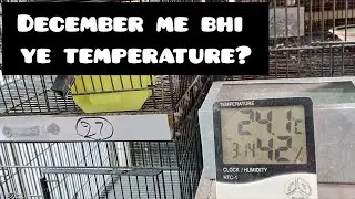 December me bhi ye temperature | Some birds for sale | SSD AVIARY