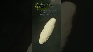 Grain of Rice Rendered in Blender