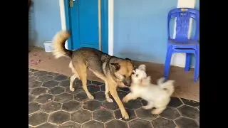 Smart Dogs Kiss To Comfort Friend Taking Medicine - PeiPei - Monty | Asian Dog Blog