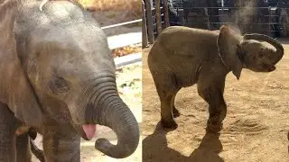 🐘 В Японии родился первый самец африканского лесного слона! Посмотрите, как стремительно растет м...