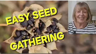 6 Easy Seeds for a Low Cost Cottage Garden