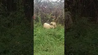 I CANI DA GREGGE DEVONO SOLO ESSERE BIANCHI, ALTRIMENTI SPAVENTANO LE PECORE!. ANCHE LE PECORE NERE?