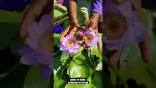 Eternal Flame 🌸 Australian water lilly | Contact For Tubers ! #lotus #gardening #nature #garden