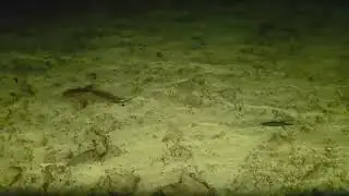 Blacktip reef shark Huruvalhi 26 September 2025