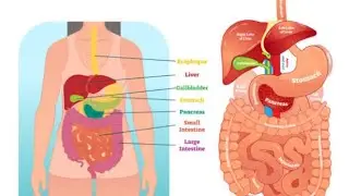 DIGESTIVE SYSTEM  CLASS 10TH, NURSING ENTRANCE EXAM, 12TH (PCB)PART -01 || BY SANTOSH SIR ||👍👍👌👌🏃🏃