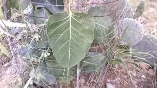 Bodhi Trees & Leaves.
