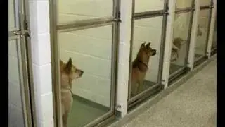 Grand opening of new SPCA Cincinnati Humane Center