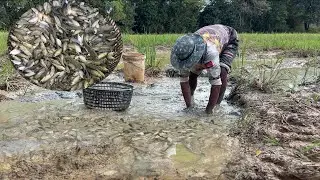 ម្យ៉ាងដែរ ដើរចាប់ត្រីខះទឹកតាមវាលស្រែយកទៅដាក់ចិញ្ចឹមក្នុងស្រះ