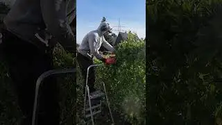 We cut the whole hedge with a chainsaw ✂️Full video on our channel!#chainsaw #hedgetrimmer #stf