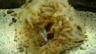 Coral eating fish