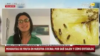 Mosquitas de fruta en nuestra cocina: Por qué salen y cómo evitarlos en Hoy Nos Toca a las Ocho