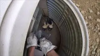 Baby Skunks Removed from Window Well