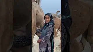 desert life #traditional #camels video #camels milk #india