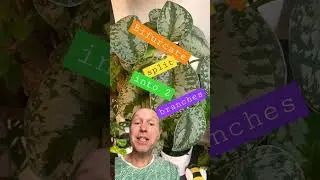Botany word of the day #127 #botany #houseplants #lasvegas #dtlv