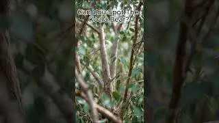 Can You Find the Hidden Male Koala Bear? #findtheanimals #hiddenchallenge #canyoufindit