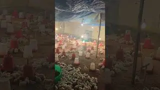 chicken house 🏠 #vlog #vlog #video #viralshort #viralshorts #viral #trending