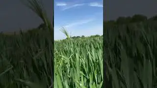 🌾Walking Next to a Wheat Field 🇳🇱