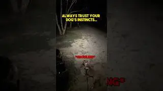 Всегда доверяйте инстинктам своей собаки!
