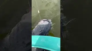 Epischer Wels-Kampf🔥😎 - Welsangeln mit pose am Fluss mit K&ouml;derfish