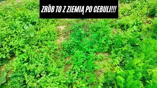 Co zrobić z ziemią po uprawie cebuli?