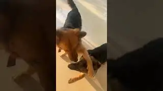 Germanshepherd #germanshepherd #animal #funnydog #funnypet