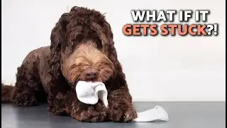 How Long Will It Take for a DOG to PASS a FOREIGN OBJECT? 🐕💩